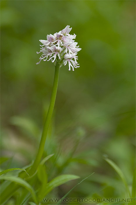 Orchis simia bianca ...?...